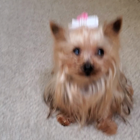 ライム！の画像