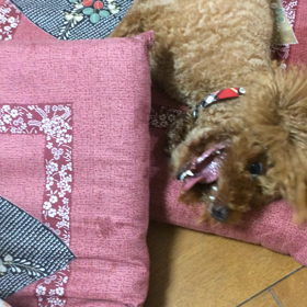 ラーピーの喧嘩相手の画像