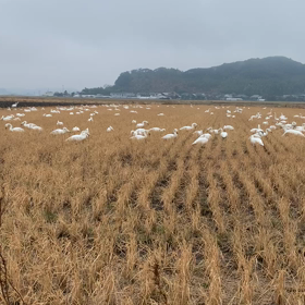 白鳥のコロニーの画像