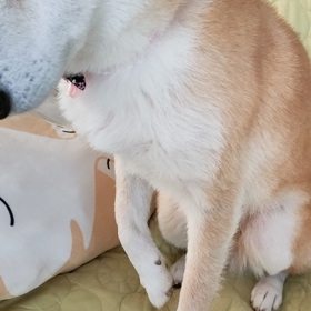 ガクブルの画像