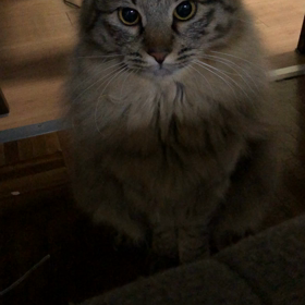 感謝でございますの画像