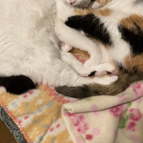 ”Ｗあくび” あくびナシでもの画像