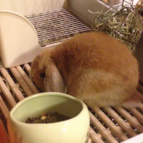 ちんこいポム♪の画像