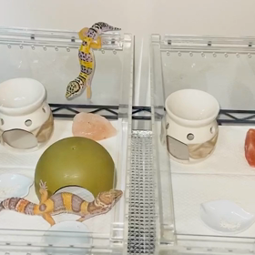 モカちゃんがウンチ踏んで手を洗うの巻の画像