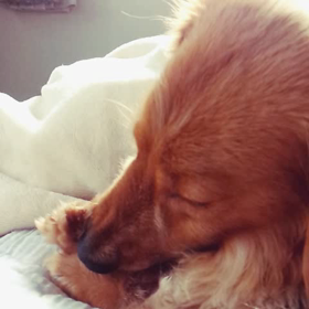 初、動くクオーレ(？)の画像