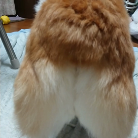 帰ってきたよ！！の画像