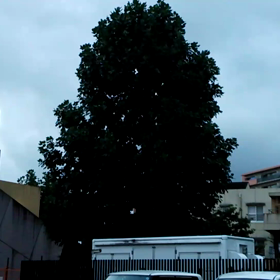 鳥の声やら秋の虫の音やらの画像