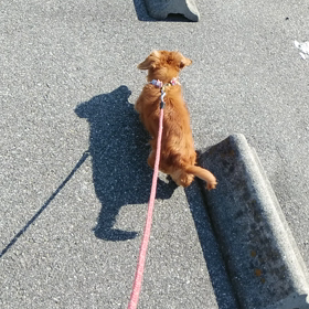 お泊まり　はなちゃんの画像