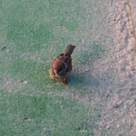 カミトレ。の画像