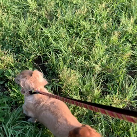 6月25日10わんこと1時間遠足  代々木公園の画像