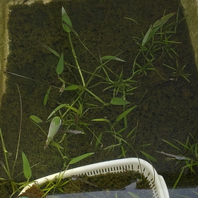 めだかは何処にの画像