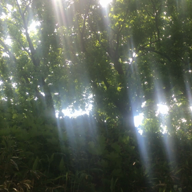 金吾龍神社にての画像