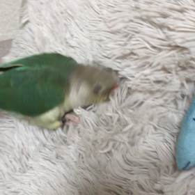 アピール中ののどかちゃんの画像