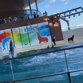 イルカショー①〜動画〜の画像