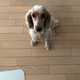 地団駄ちゃんの画像