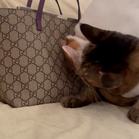 ◆猫が好きだなー今年もの画像