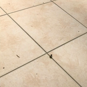 食物連鎖　小さな子達の世界の画像