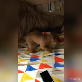 ぷーちゃんのお風呂の画像