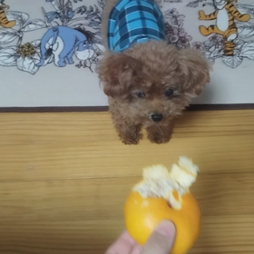 結婚式御祝儀　我が家の場合の画像