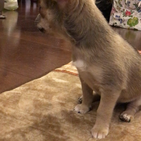 今日のモージョの画像