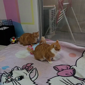 タイガくん❤️ラブちゃんの画像