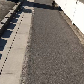 カメラが捉えた！三重大学の前で、野良猿発見！の画像