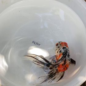 こちらもの画像