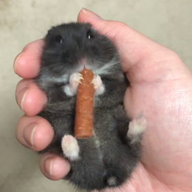 突然の別れの画像