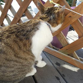 トイレ掃除の画像