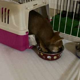 ガクブルでも食べるの画像