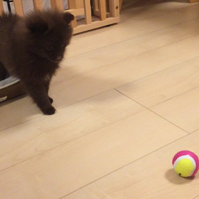 遊ぶようになりました。の画像