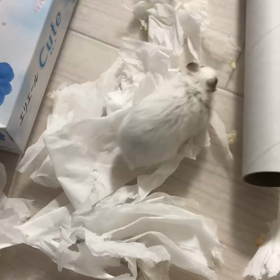 やらかした大賞の画像