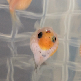 贔屓  の子…ユキちゃん♥️の画像