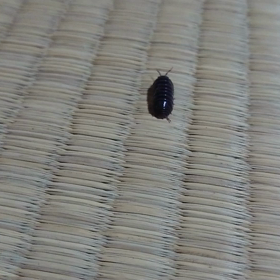 ダンゴムシさんagainの画像