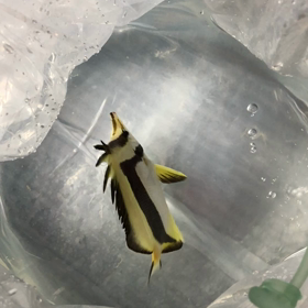 レアフィッシュの画像