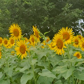 夏の1コマの画像