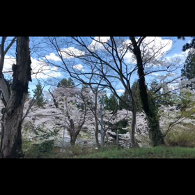 平成最後のお花見×"さくら"(独唱)の画像