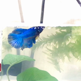 まだ3か月なのに泡巣作る美しいベタ幼魚の画像