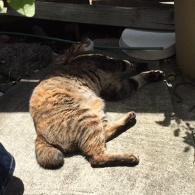 今夜はくぅ婆ちゃまの初登場の画像