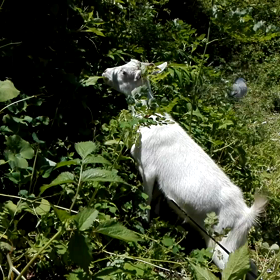 ヤギを飼い始めたのは、、、⑥　初代３頭の画像
