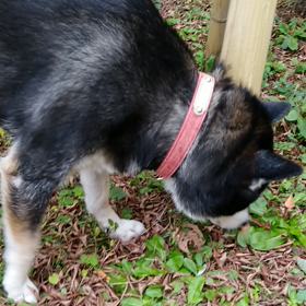 お庭大好きの画像