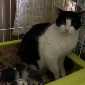 ベビーの可愛いさに癒しの画像