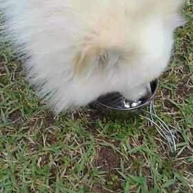 散歩に来ましたの画像