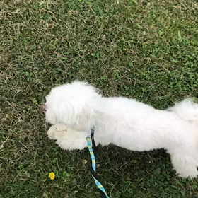 ♪お散歩動画♪二子玉川♪の画像