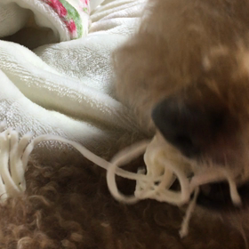 今日も歯磨きの画像