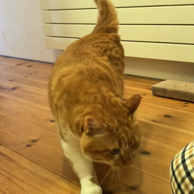 コロンするよの画像