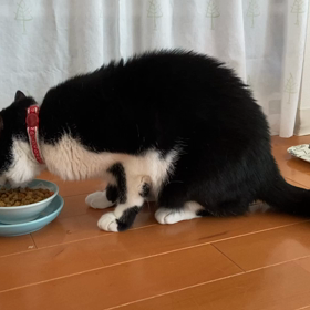 ニコのワクチンの画像