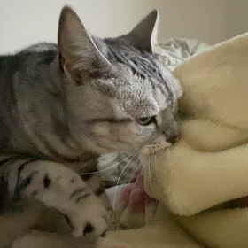 今日は猫の日の画像