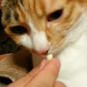 フレーメン反応。の画像