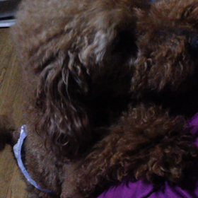 しっぽ フリフリの画像